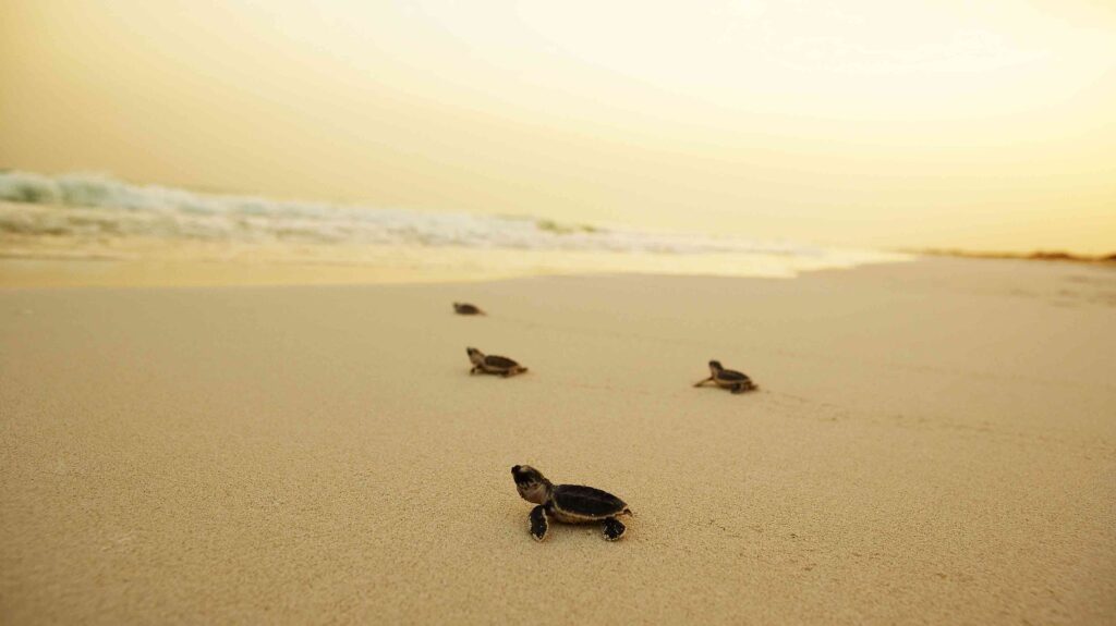 hawkbill turtles saadiyat