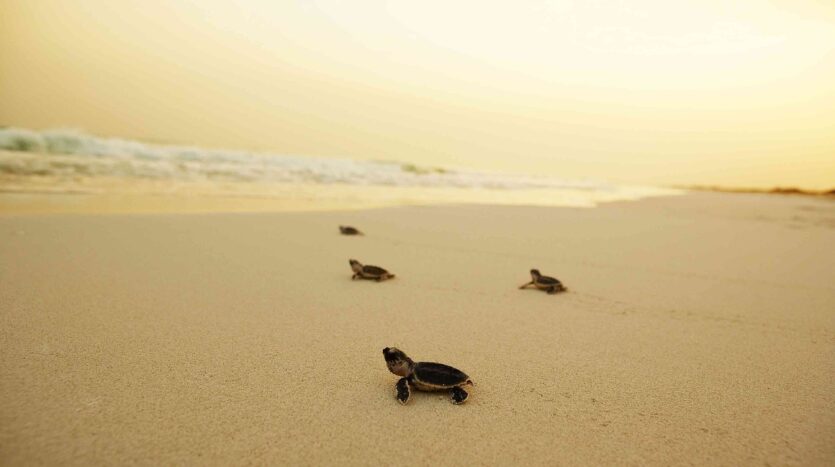 hawkbill turtles saadiyat